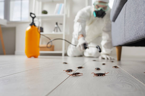 Commercial Rodent Management in Gypsum